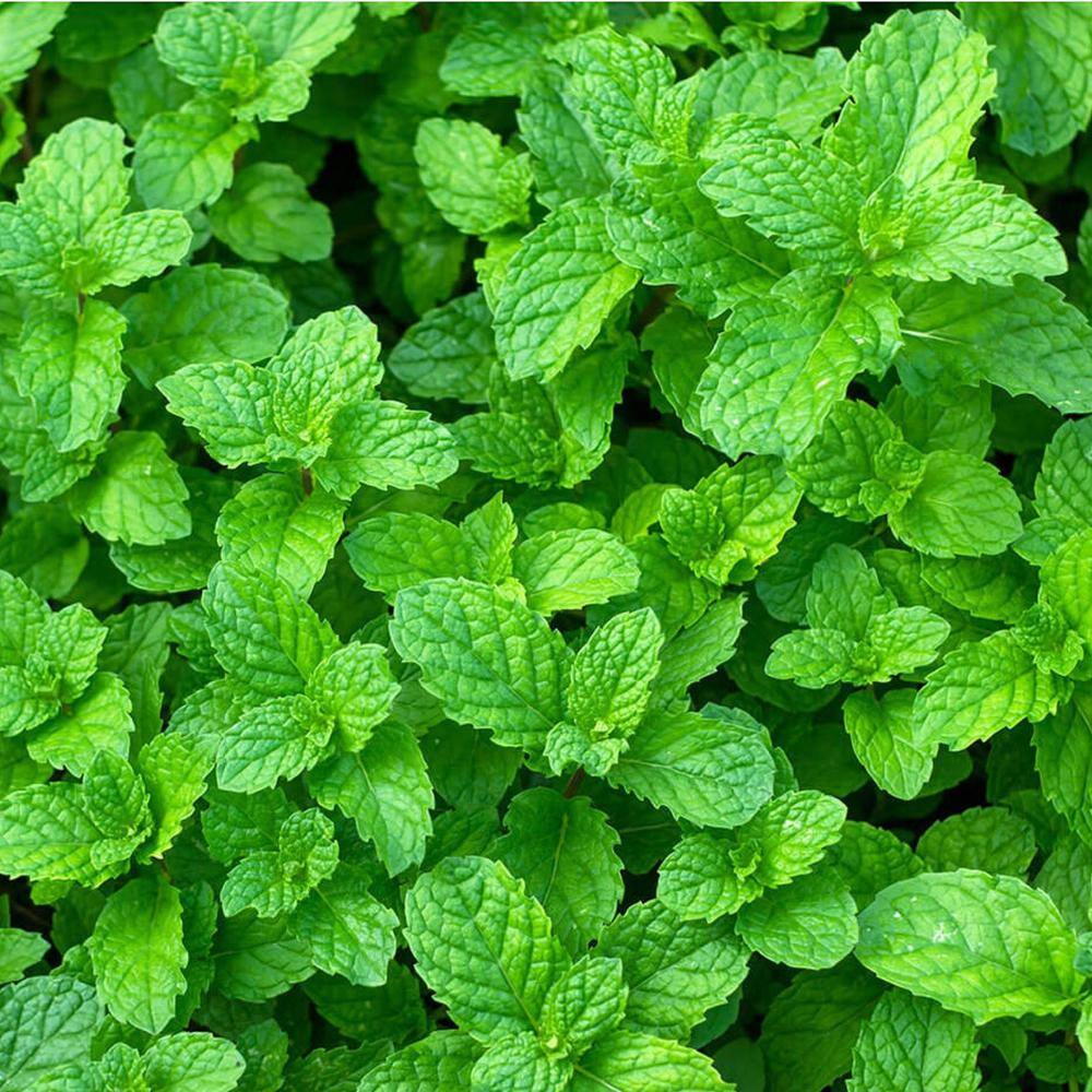 Pure Beauty Farms 1.5 Qt. Herb Plant Yerba Buena Mint in 6 In. Deco Pot (2-Plants) DC6HERBMINT2