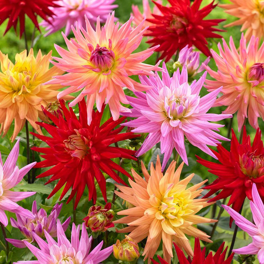 VAN ZYVERDEN Dahlias Karma Corona Mixture (Set of 7-Bulbs) 830891