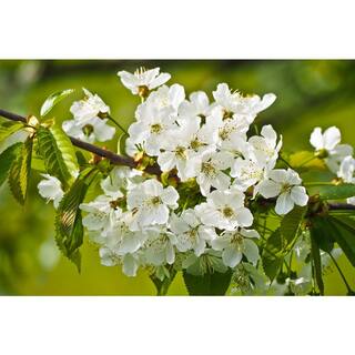 Online Orchards Mt. Fuji Cherry Blossom Tree Bare Root FLCH005