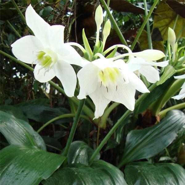 Amazon Lily, Eucharis Lily - Bulbs (set of 5)