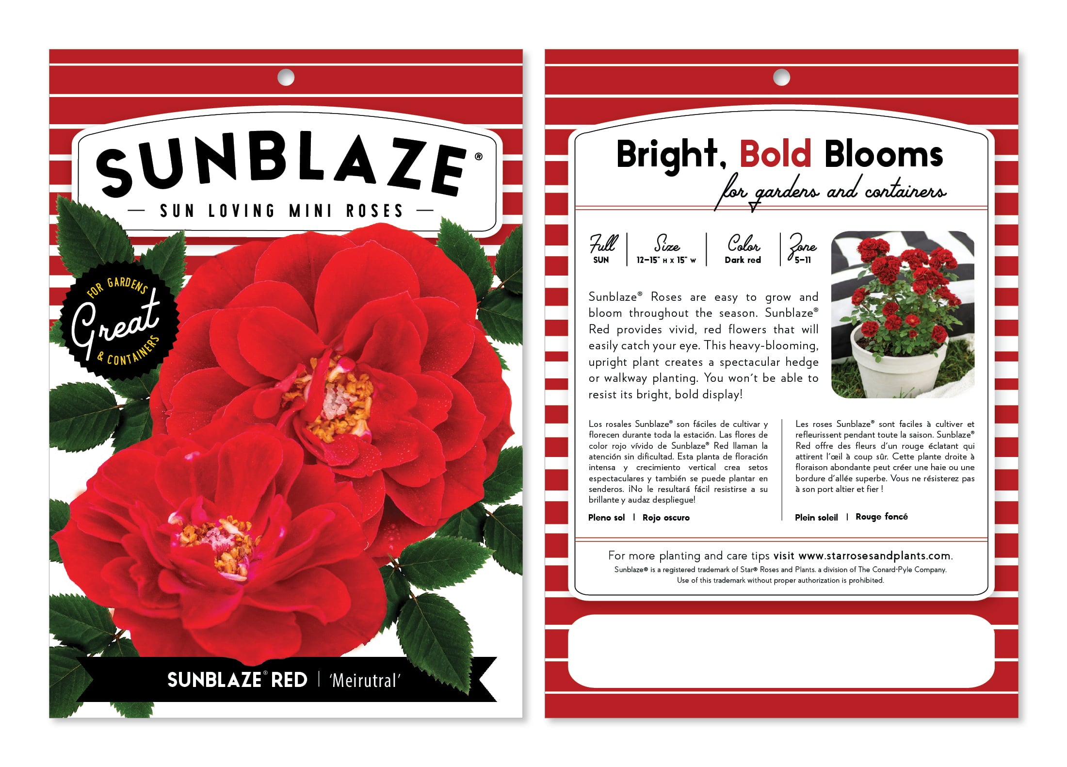 Bareroot Sunblaze® Red Miniature Rose with Red Flowers - Live Plants - 2 Piece