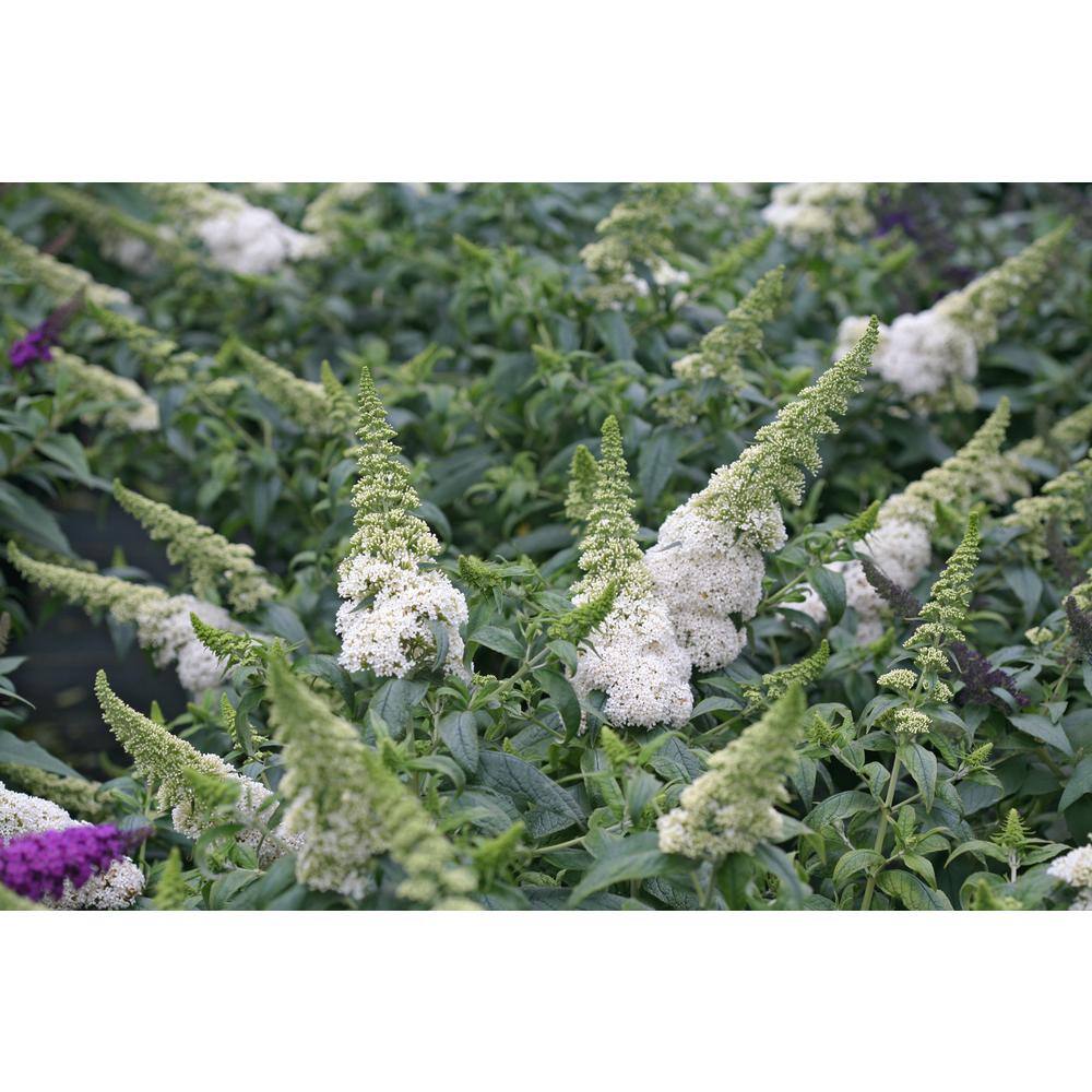 PROVEN WINNERS 1 Gal. Pugster White Butterfly Bush (Buddleia) Live Shrub White Flowers BUDPRC1436101