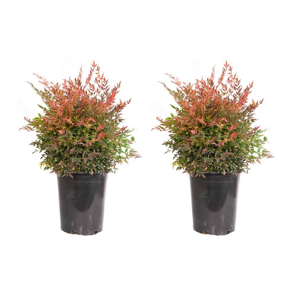 Alder  Oak #5 Container Gulfstream Heavenly Bamboo Shrub (2-pack) NADW05