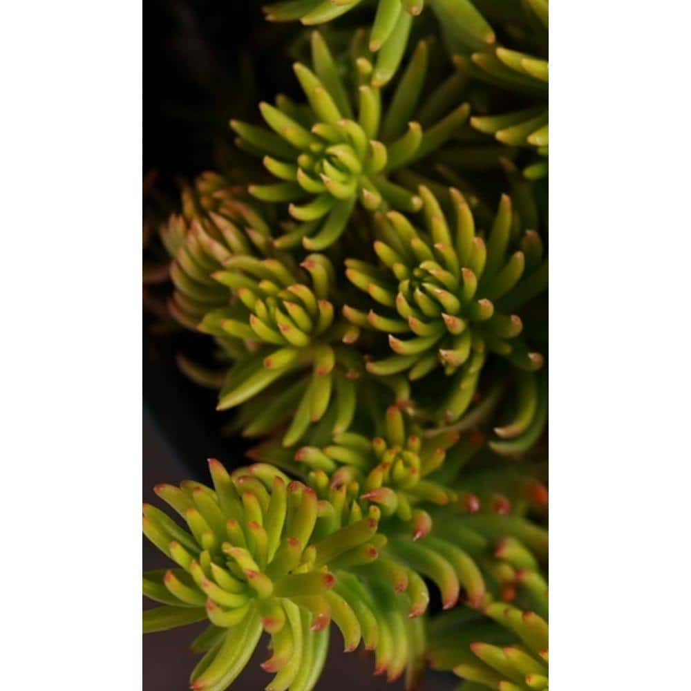 Zeus  Ruta Gold Sedum Plants Pet-Safe Spreading in Pots (1-Pack) W1009-GS1