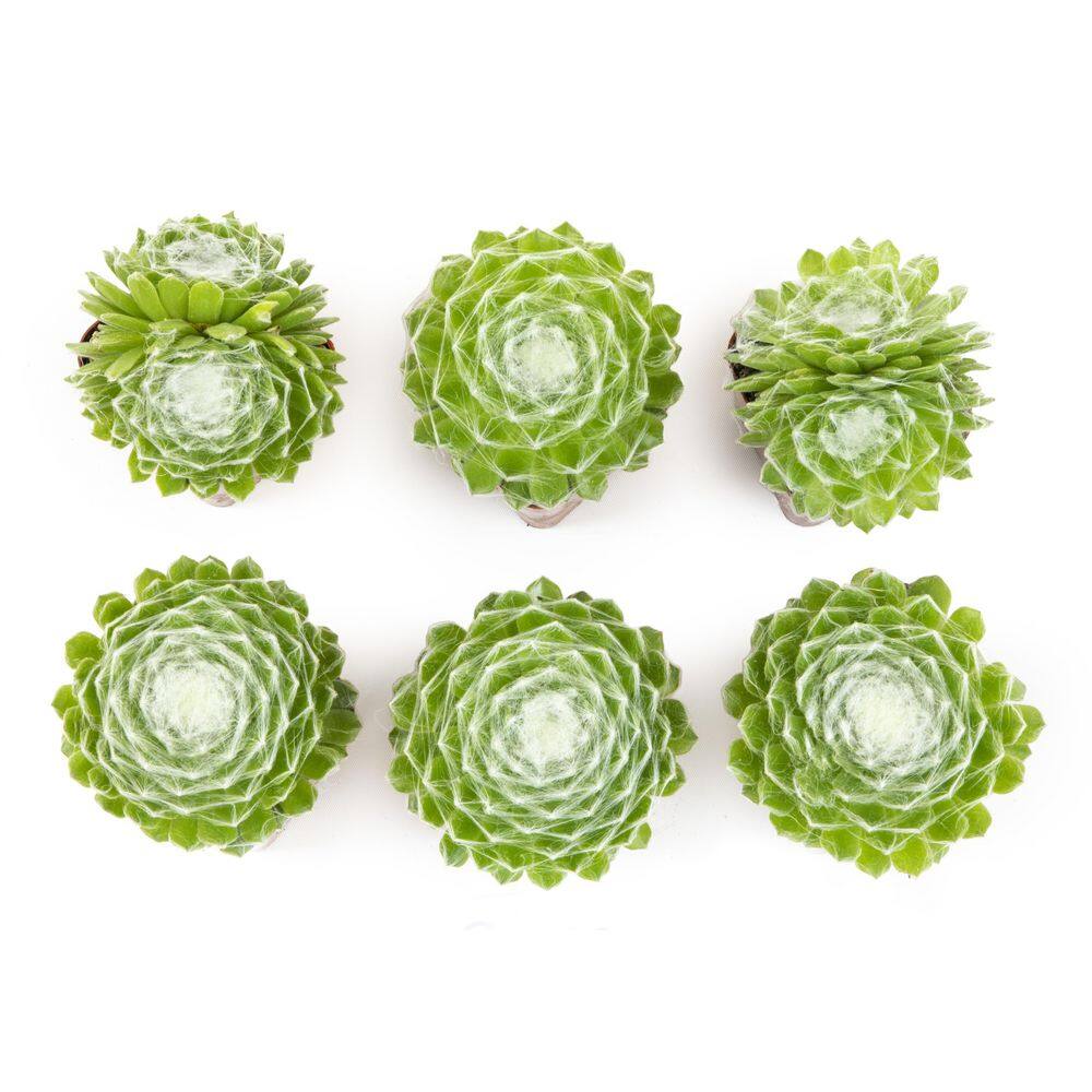 SMART PLANET 6PK 2quot SQ SEMPERVIVUM COB BUTTONS 0872758