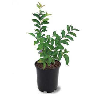 1 Gal. Lavender Muskogee Crape Myrtle Tree CRMMUS01G