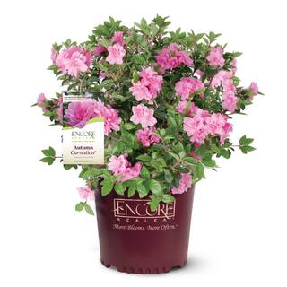ENCORE AZALEA 3 Gal. Autumn Carnation Reblooming Azalea Shrub with Pink Flowers 80393