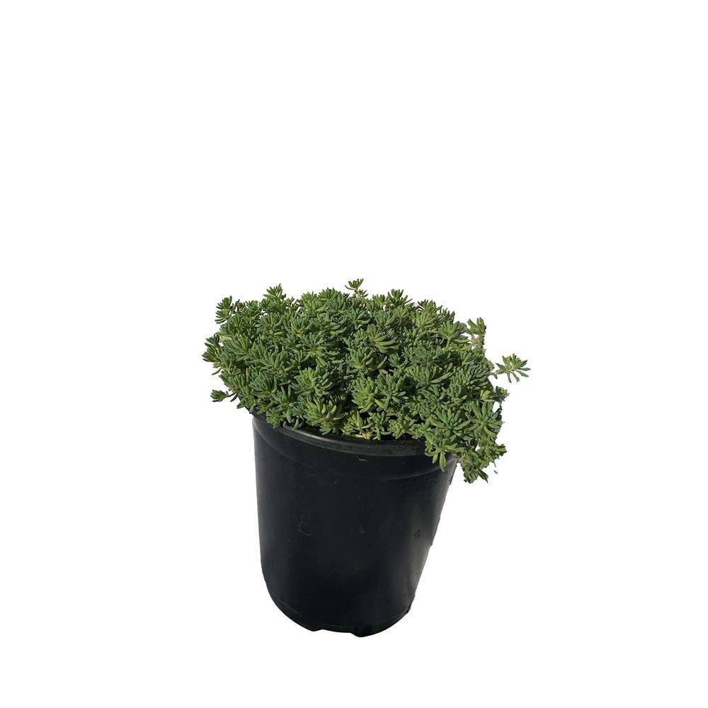 Zeus  Ruta Live Sedum Blue Carpet Planters in Separate in Pots Pet-Safe (1-Pack) BG-21