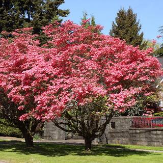 Red Flowering Dogwood Tree DOGRED07G