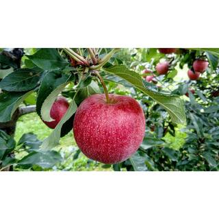 Online Orchards 3 ft. Winesap Heirloom Apple Tree with All-Around Uses Including Cider Baking and Fresh Eating FTAP214