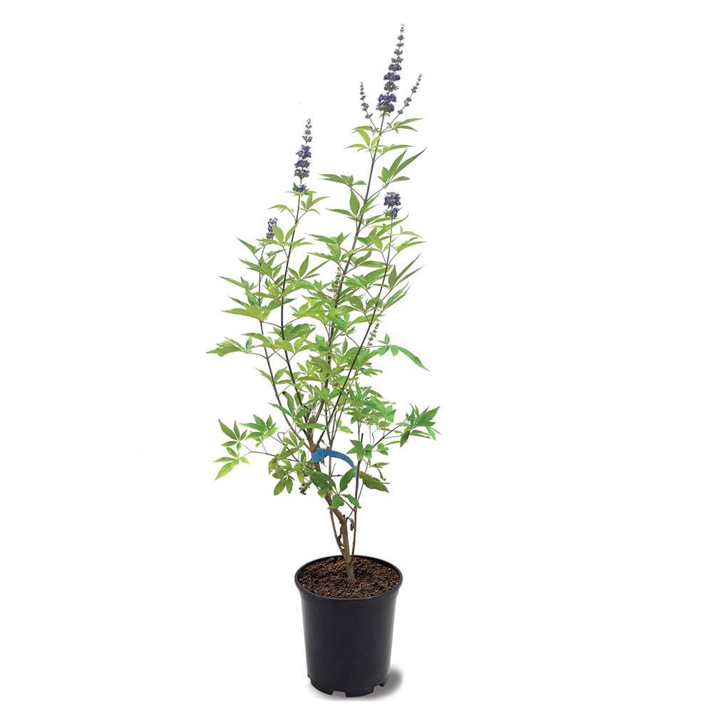 1 Gal. First Editions Delta Blues Vitex Shrub with Purple Flowers VITDEL01G