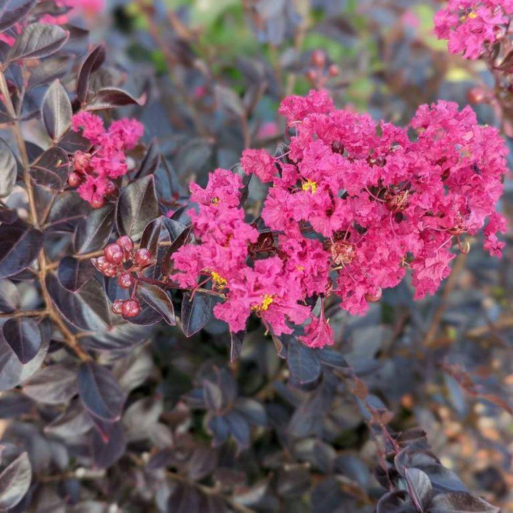 Black Diamond 7 Gal. Pave Pink Crape Myrtle Flowering Deciduous Tree with Pink Flowers CRMBPV07G