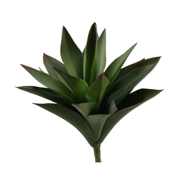 9.5inch Large Aloe Plant