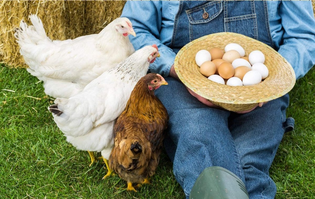 Amzey Appetizing Mealworms Poultry Treats