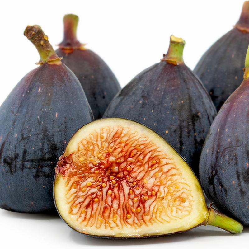 Fig Tree - Live Fruit Tree in a 3 Gallon Pot - Ficus Carica 'Black Mission - Tropical Edible Fruit Bearing Tree