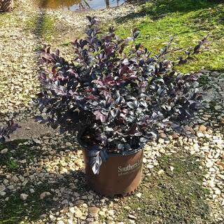 SOUTHERN LIVING 3 Gal. Red Diamond Midsize Loropetalum Evergreen Shrub with Purple Foliage Red Ribbon Blooms 42093