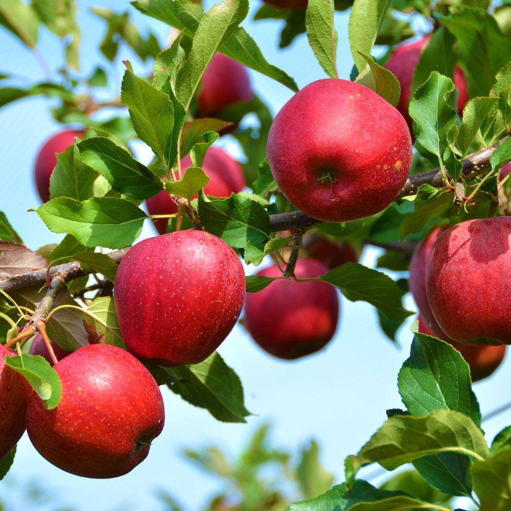 5 Gal. Stayman Winesap Apple Tree APPSTA05G