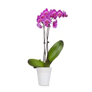 Just Add Ice Purple 5 in. Radiant Orchid Plant in Ceramic Pot (2-Stems) 215585