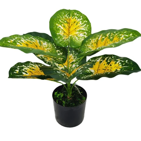 YD8735 1 Heavy shade tolerant colorful leaf natural foliage plants elephant ear caladium bicolor artificial bonsai