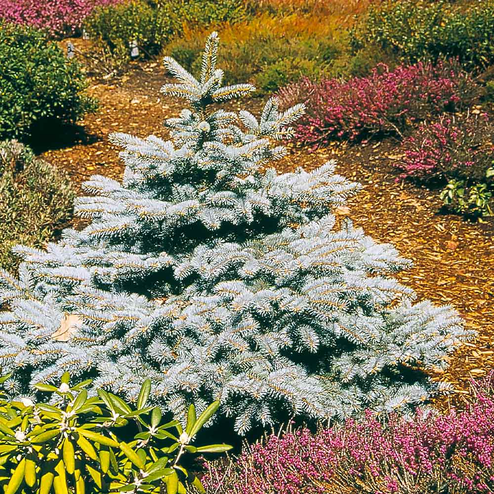 Baby Blue Spruce Tree