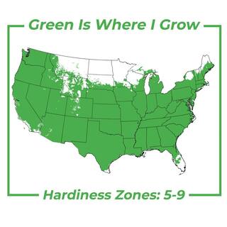 Perfect Plants American Hybrid Chestnut Tree 1 Gal. Growers Pot Deciduous Chestnut Tree THD-AHChsnut-1G