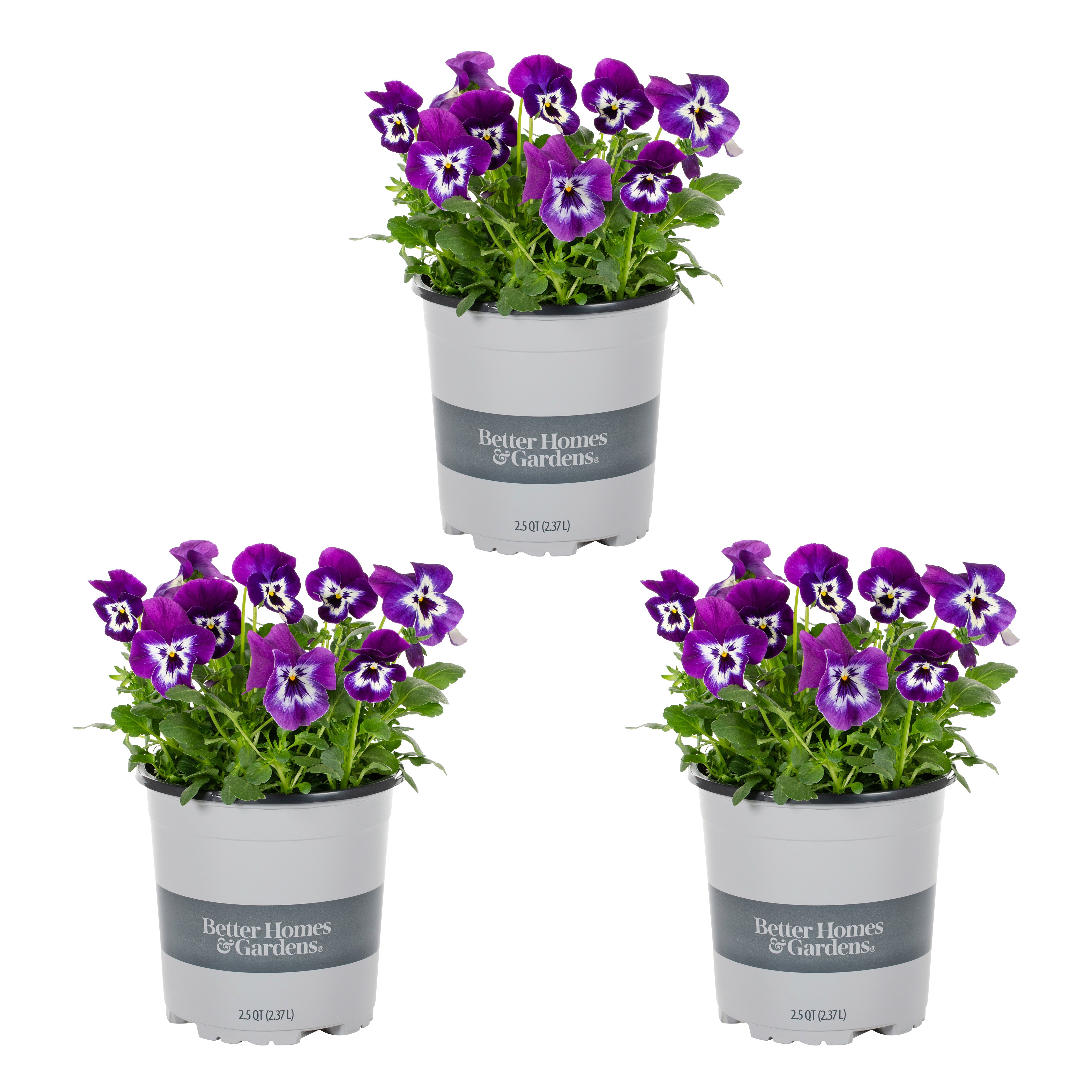 Better Homes and Gardens 2.5 Quart Bicolor Purple and White Pansy Annual Live Plants (3 Count) with Grower Pot