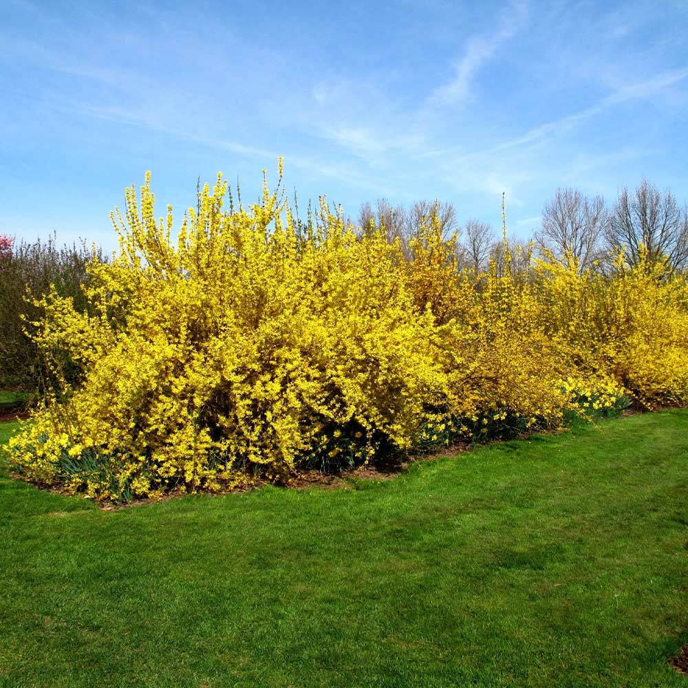 Lynwood Gold Forsythia Shrub