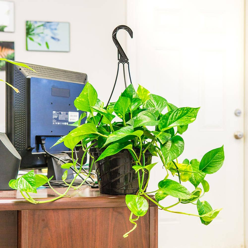 Perfect Plants Golden Pothos Devil's Ivy in 8 in. Hanging Basket (2-Pack) THD00411