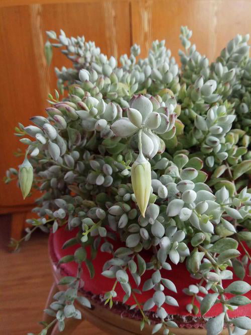 Cotyledon Pendens Succulent Live Plants Rare Trailing Succulents， 3 Fresh Succulent Cuttings