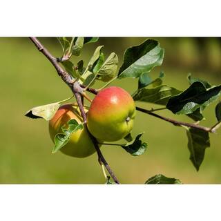 Online Orchards 3 ft. Gravenstein Heirloom Apple Tree with Multiple Uses From Cooking to Cider Pressing FTAP210