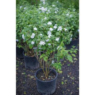 Online Orchards 1 Gal Minnesota Snowflake Mock Orange Shrub SBMO001