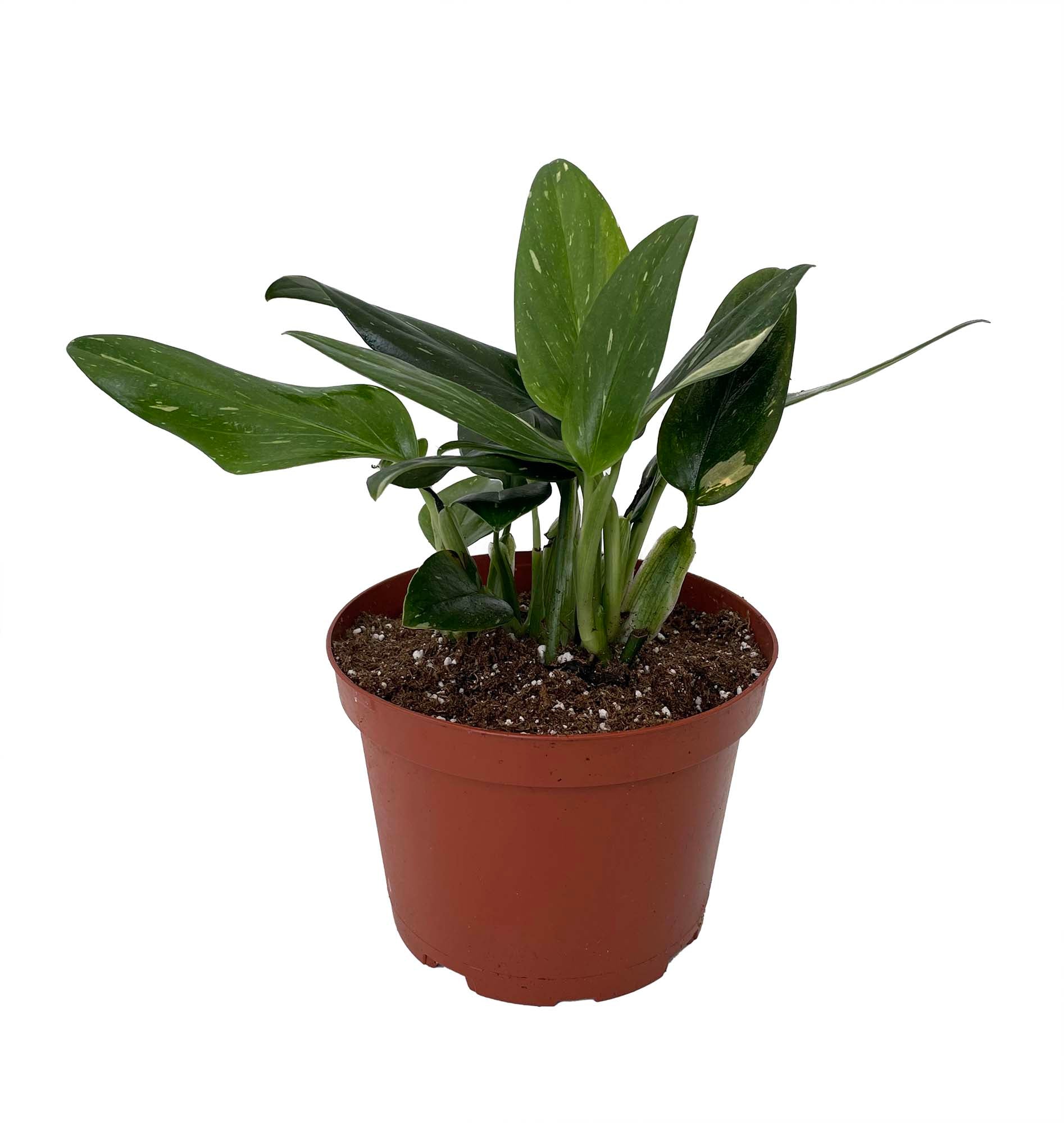 Rare Cobra Philodendron - Easy to Grow House Plant -6