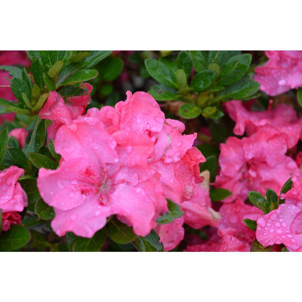 Vigoro 2 Gal. Echo Pink Explosion Azalea Shrub with Dark Pink Reblooming Flowers 10305
