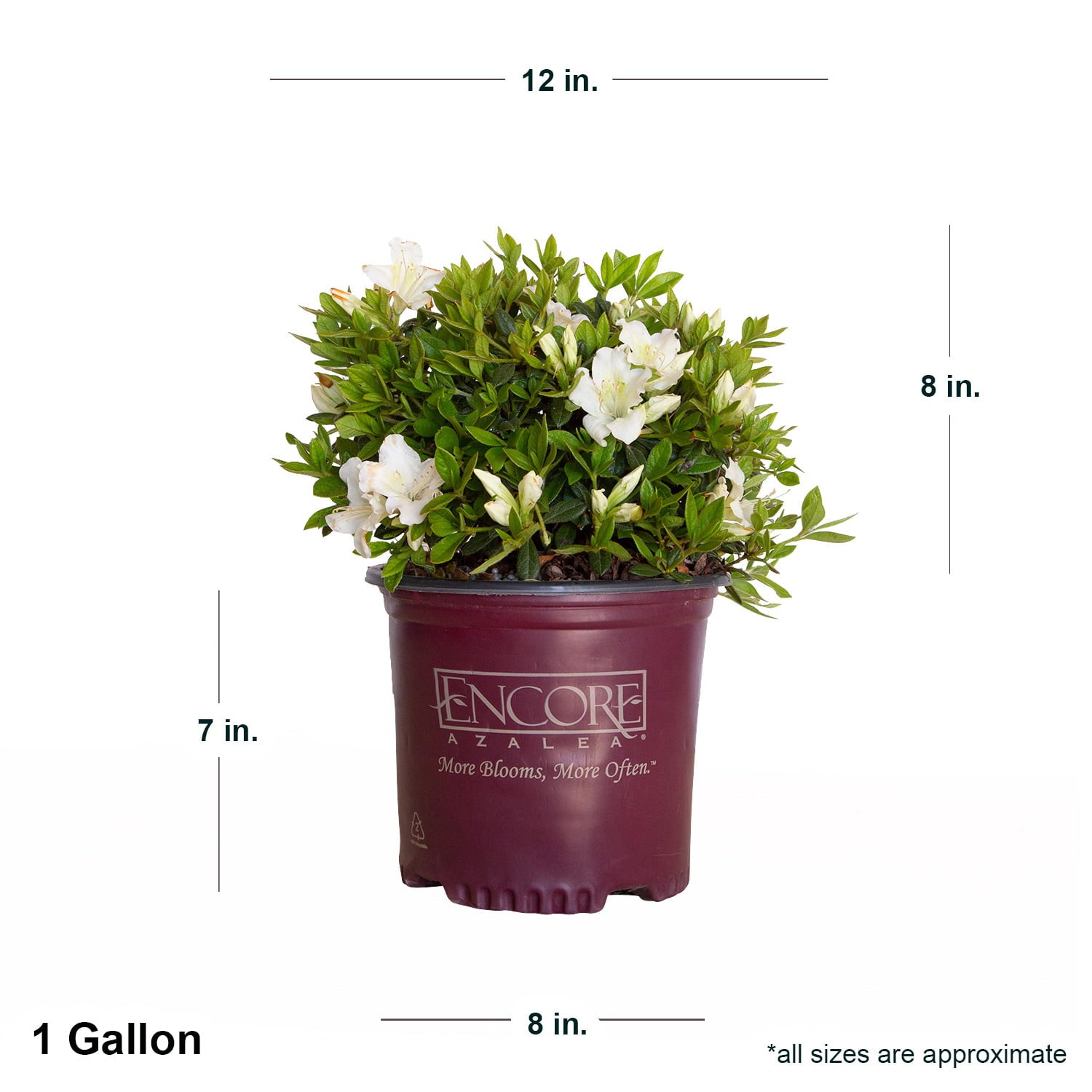 Encore Azalea Autumn Ivory (1 Gallon) White Flowering Shrub - Full Sun Live Outdoor Plant