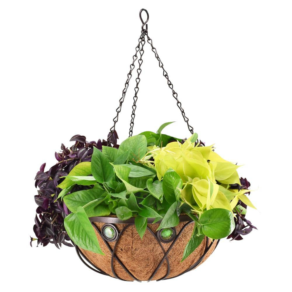 Arcadia Garden Products Emerald 16 in. Black Metal Coconut Hanging Basket CB02