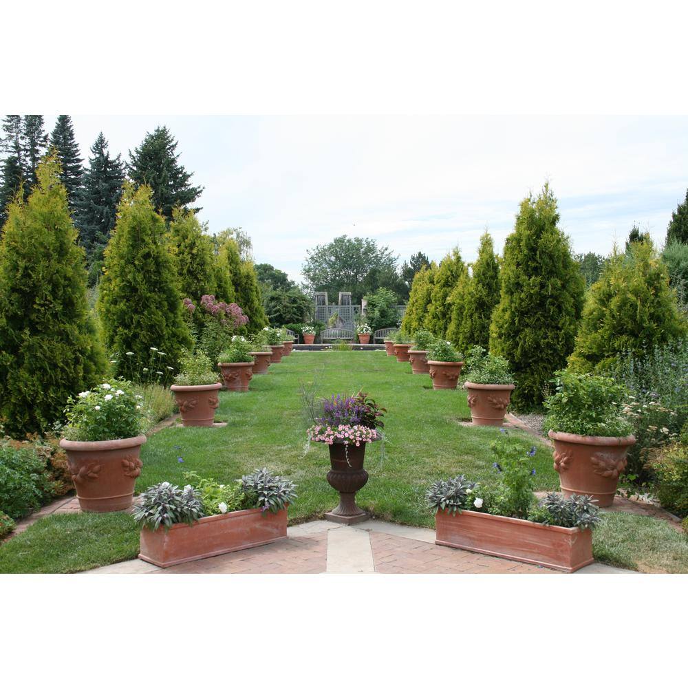 Online Orchards 1 Gal. Emerald Green Arborvitae Shrub CFAR001