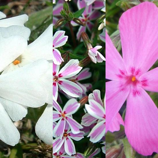 Classy Groundcovers - A Stunning Phlox Mix: 25 Phlox 'Drummond's Pink'， 25 Phlox 'Candy Stripe'， 25 Phlox 'Snowflake'