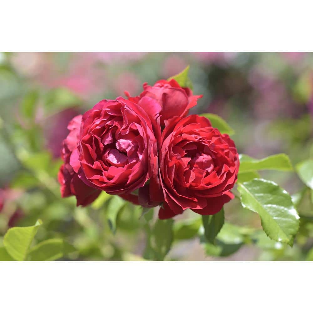 BELL NURSERY 3 Gal. Florentina Live Rose Plant with Red Flower (1-Pack) ROSE3FTNA1PK