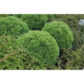 BELL NURSERY 3 Gal. Little Giant American Arborvitae (Thuja) Live Evergreen Shrub THUJA3OLG1PK