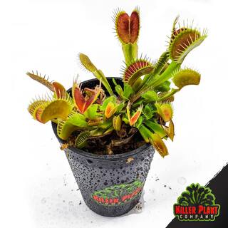 KILLER PLANT COMPANY Live Venus Flytrap (Dionaea Muscipula) Carnivorous Plant - 'Big Mouth' Cultivar 855126007514