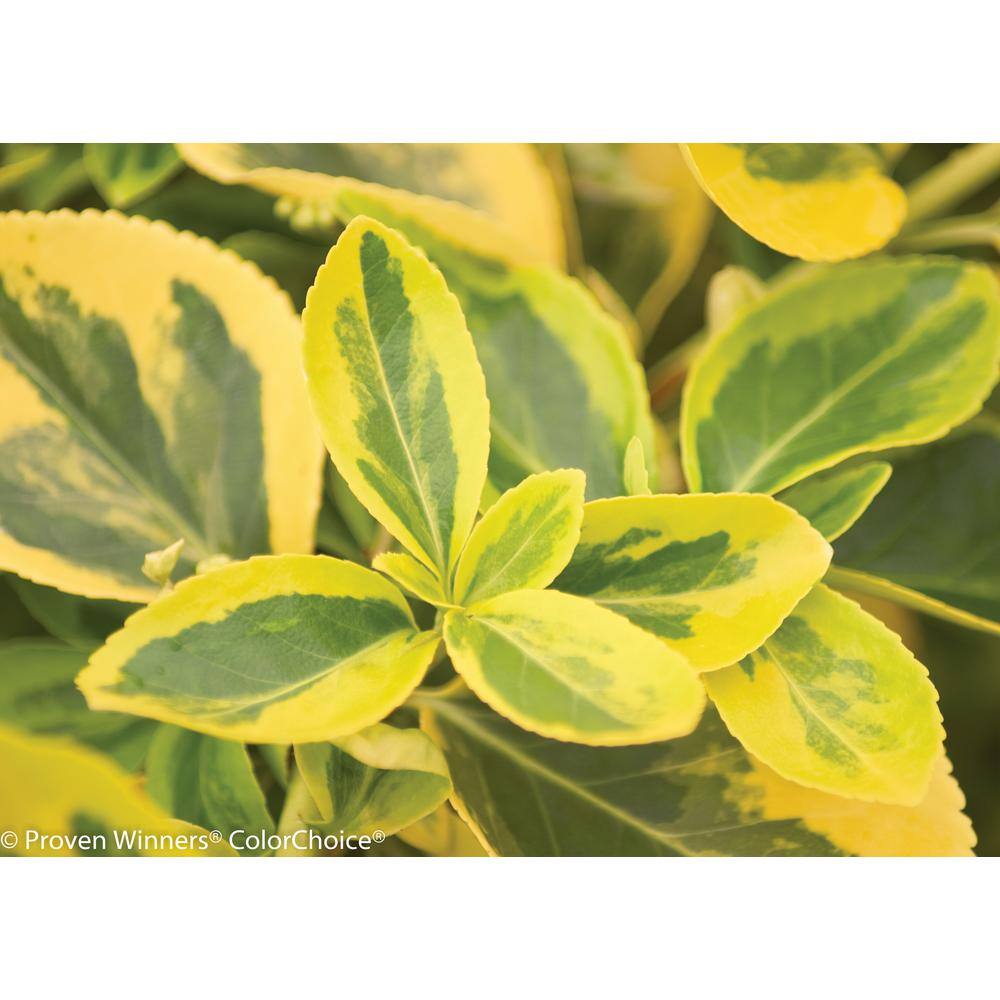 PROVEN WINNERS 1 Gal. Gold Splash Wintercreeper (Euonymus) Live Evergreen Shrub Green and Yellow Foliage EUOPRC1016101