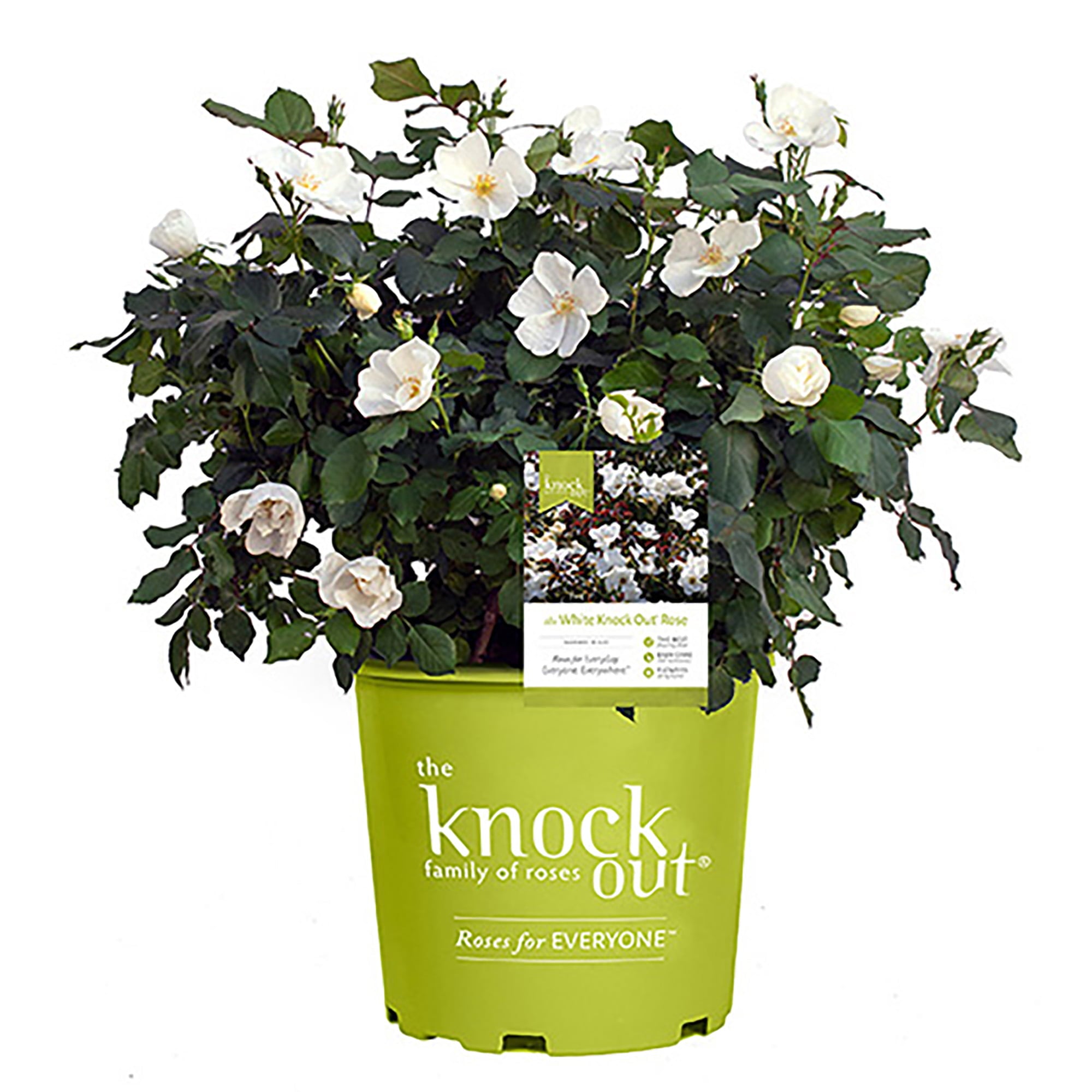 The White Knock Out® Rose Plant with Pure White Blooms 1 Gallon