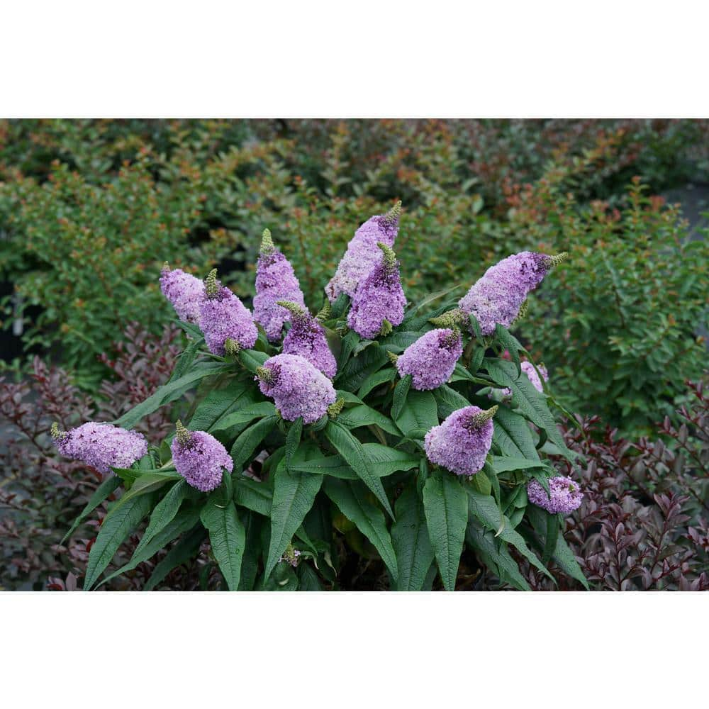 PROVEN WINNERS 2 Gal. Pugster Amethyst Buddleia Shrub with Purple Blooms and Rich Green Foliage 14736