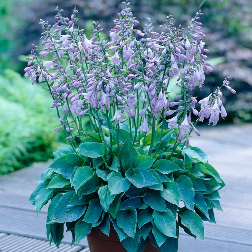 VAN ZYVERDEN Lavender Hosta Halcyon Roots (3-Pack) 83781