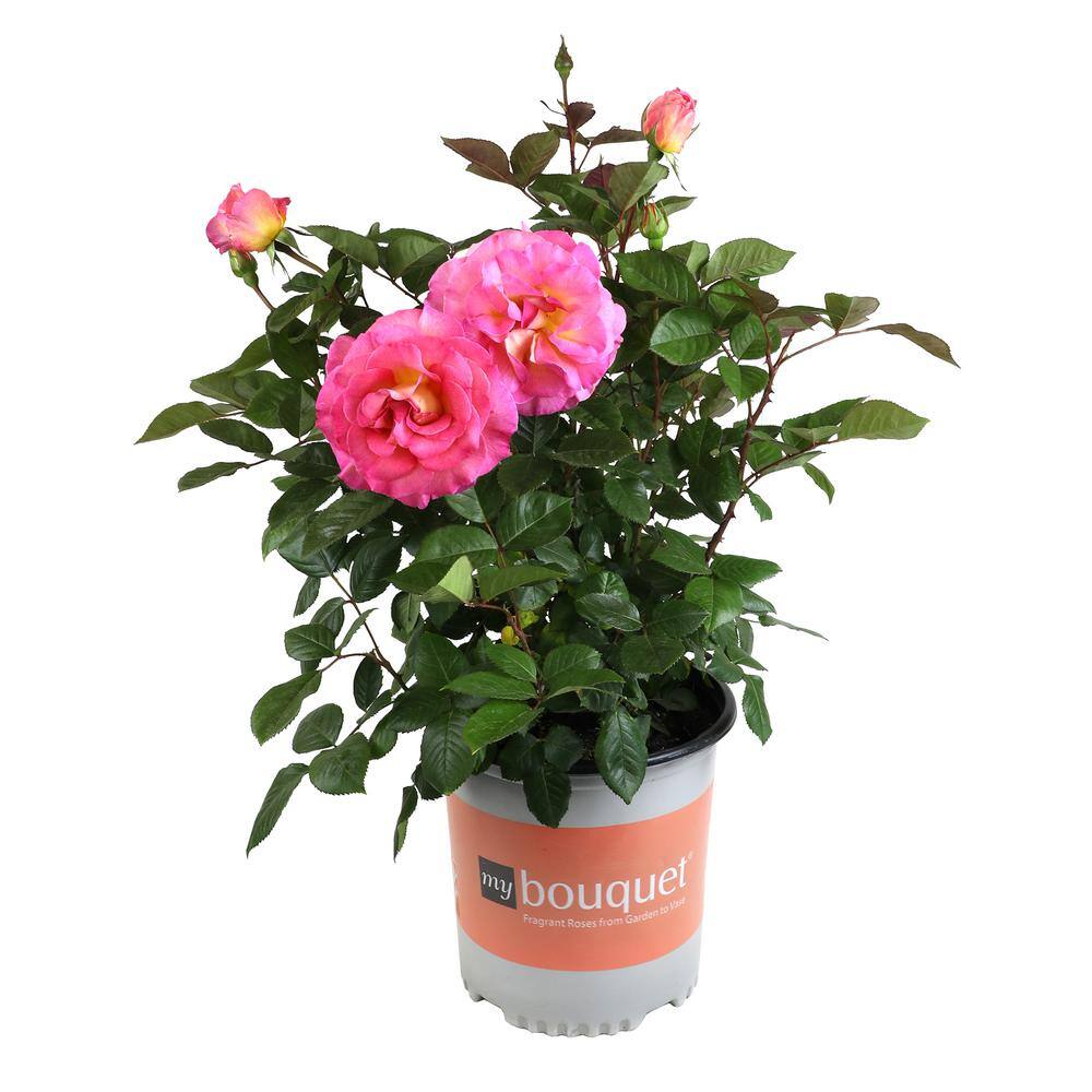 ALTMAN PLANTS My Bouquet 8 qt. Rose Pink and Gold Blossom (Julie Andrews) 0872930