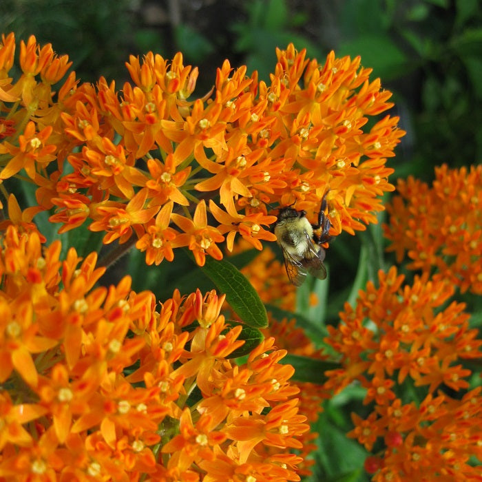 Butterfly Milkweed Roots - Asclepias tuberosa - 4 Bulbs， Orange， Attracts Pollinators， Attracts Hummingbirds， Deer Resistant