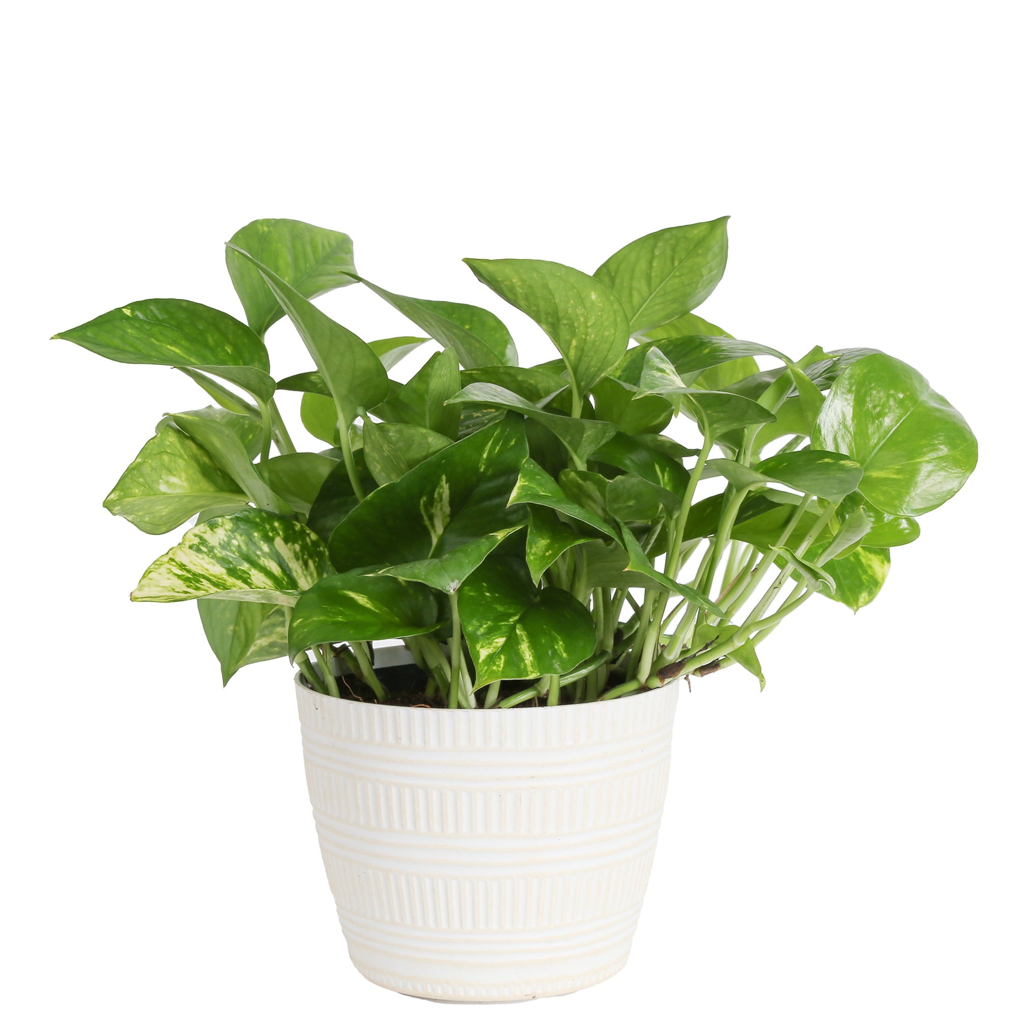 Costa Farms Plants with Benefits Live Indoor 12in. Tall Green Devil's Ivy Pothos and Kimberly Queen Fern 'The Essentials Duo'; Bright， Indirect Sunlight Plant in 6in. Décor Pot， 2-Pack