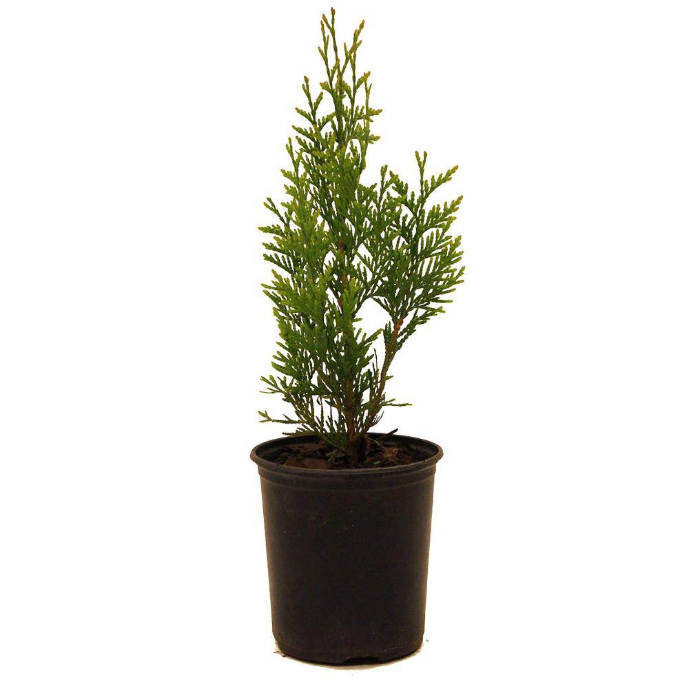 1 Gal. Thuja Green Giant Evergreen Tree THUGRE01G
