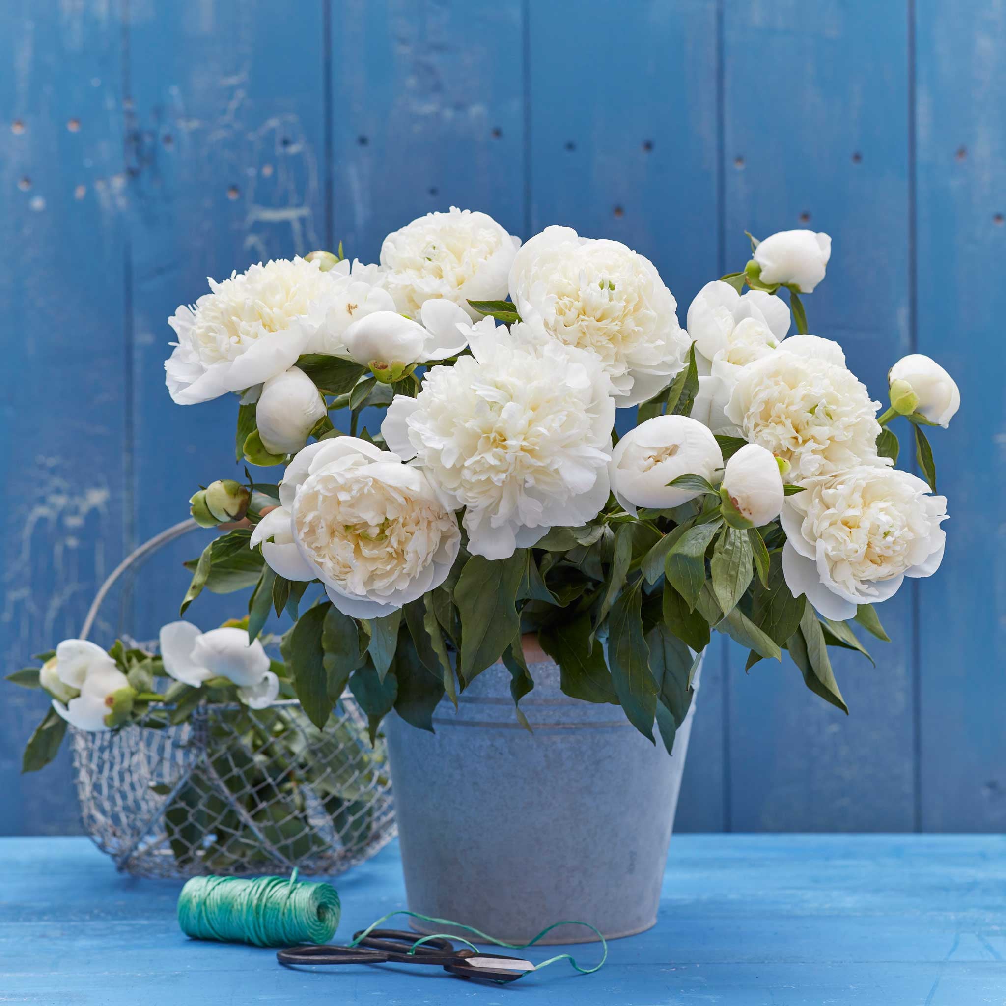 Peony Roots - Duchesse De Nemours - 2 Roots - White Flower Bulbs，  Root  Attracts Bees， Attracts Butterflies， Attracts Pollinators， Easy to Grow and Maintain， Fragrant， Container Garden