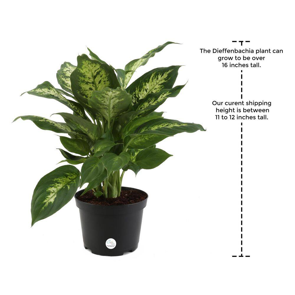 Costa Farms Dieffenbachia Indoor Plant in 6 in. Ceramic Planter Avg. Shipping Height 1-2 ft. Tall 6DIEFFHOL2PK